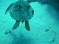 Scuba diving with Green Sea Turtle at Koko Craters in Oahu