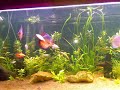 Aquario 600 Litros!!Plantado ( 10 tipos )peixe caverna ( sem olho )glassfish ( trasparente )Acara Disco ( 3 Casais )NeonRodostomosetc... 