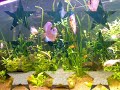 Aquario 600 Litros - Peixes Raros ( Plantado ) Aquario 600 Litros - Peixes Raros ( Plantado )