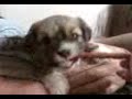 maxwellteething.3gp