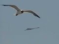 2007 Atlantic City Airshow - B-2 Spirit