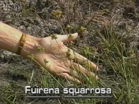 how to grow umbrella grass