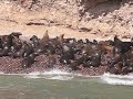 sea lions in The Paracas National Reserve