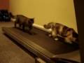 Vidéo De Chats Drôle