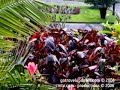 Azores,Azores Travel: Portugal Travel Travel Video PostCard™