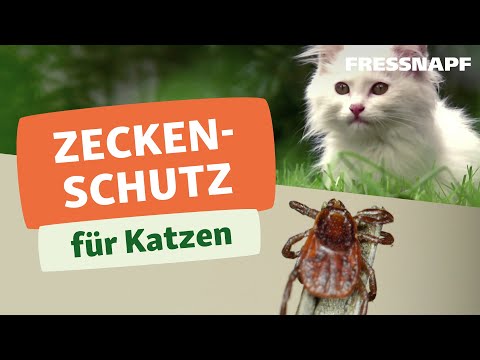 Zeckenschutz für die Katze