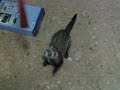 Kuno jugando con cuerda Kuno jugando con cuerda