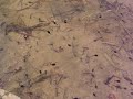 Tadpoles in our pond Tadpoles in our pond