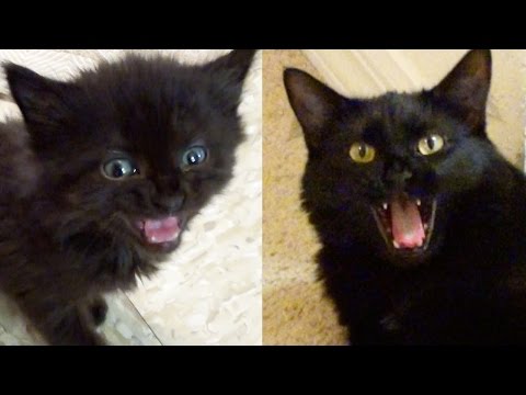 MEOW MIX! Kittens & Cats Meowing
