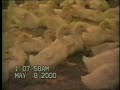Ducks Out of Water