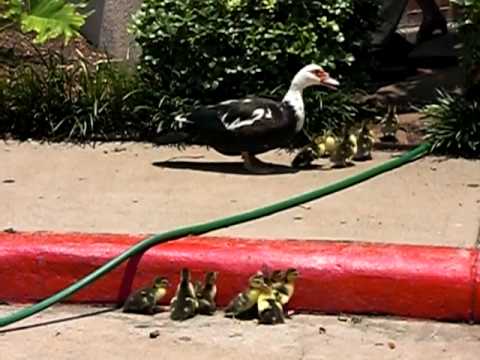 Ducklings Need Help