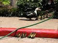 Man Helps Ducklings Up Curb