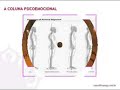 Navrattna Yoga - Desvios da Coluna Vertebral Parte I Navrattna Yoga - Desvios da Coluna Vertebral Parte I