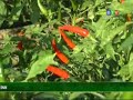 Thôn Liêm An mở rộng diện tích trồng ớt