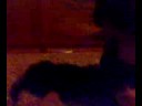 Ainhoa VS Perro UN BESO LEZAN XD