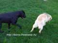 Labrador Retriever video
