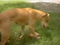 kiara mi otra perra