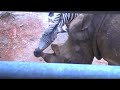Zebra vs rhino pt2.mpg