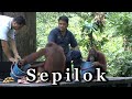 Sepilok Orang-utan Borneo