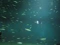 le parc Kasai-Rinkai/?????? le parc Kasai-Rinkai/??????