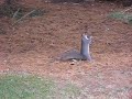 Squirrel Fishing
