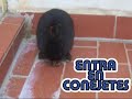 conejos conejos