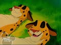 Cheetahs Weight Gain