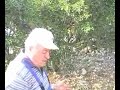 Drago Zic u berbi ulika za vrijeme Dana maslina u Puntu