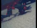 videos de animat