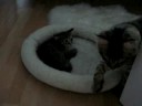 Dexter meets Puk