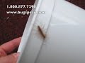 Common house Centipede