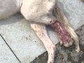 UNA REALIDAD-SOBREPOBLACIÓN ANIMAL EN MÉXICO