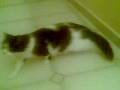 videos de la caloria della mia gatta Titti  _ 19-11-2008