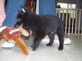 Dallas My Schipperke Puppy