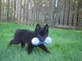 Dallas My Schipperke Puppy