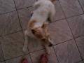 videos de Rebeka