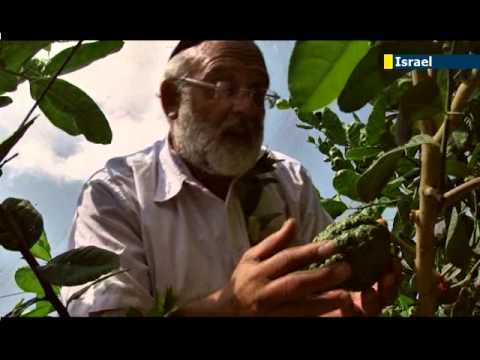 how to grow etrog seeds