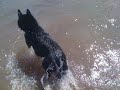 Who says you can't have a Shiba Inu Off Lead? Yoshi chasing ball in water