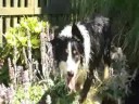 RSPCA dogs RSPCA dogs