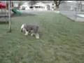 Antiguo Perro Pastor Inglés video
