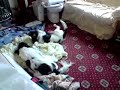 play fight