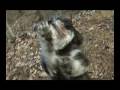 skateboard-puppy-peekapoo-skateboarding-dog.html