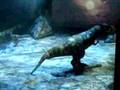 Dinasaurs live