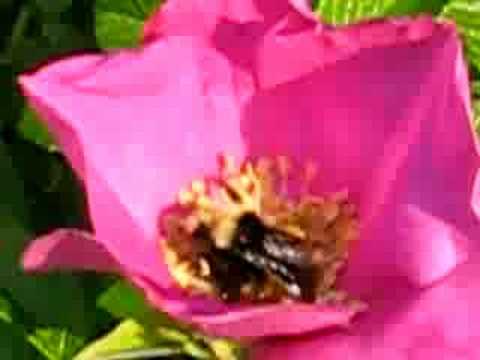 how to transplant rugosa roses