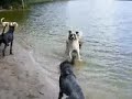 10 Hunde, dogs are so patient