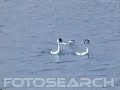 Western Grebes courting Western Grebes courting