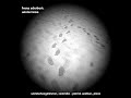 Wiebke Hoogklimmer sings Franz Schubert: Winterreise Wiebke Hoogklimmer sings Franz Schubert: Winterreise