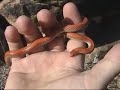 Groundsnake Adventure