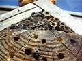Leafcutter Bee defends hole from another
