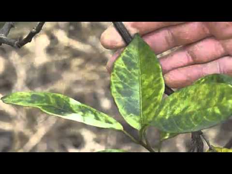 how to fertilize lime trees